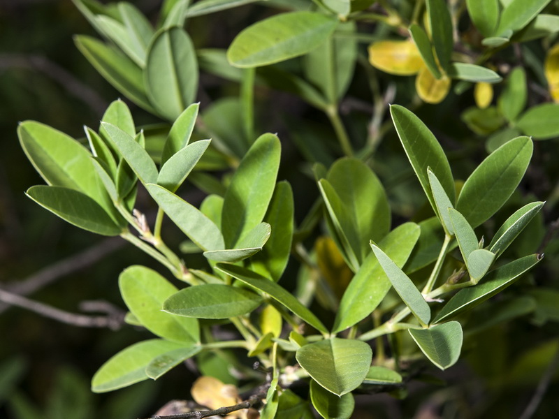 Anagyris foetida.01
