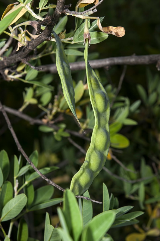 Anagyris foetida.03