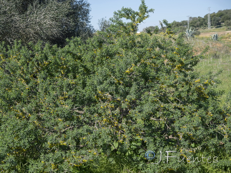 Anagyris foetida.05