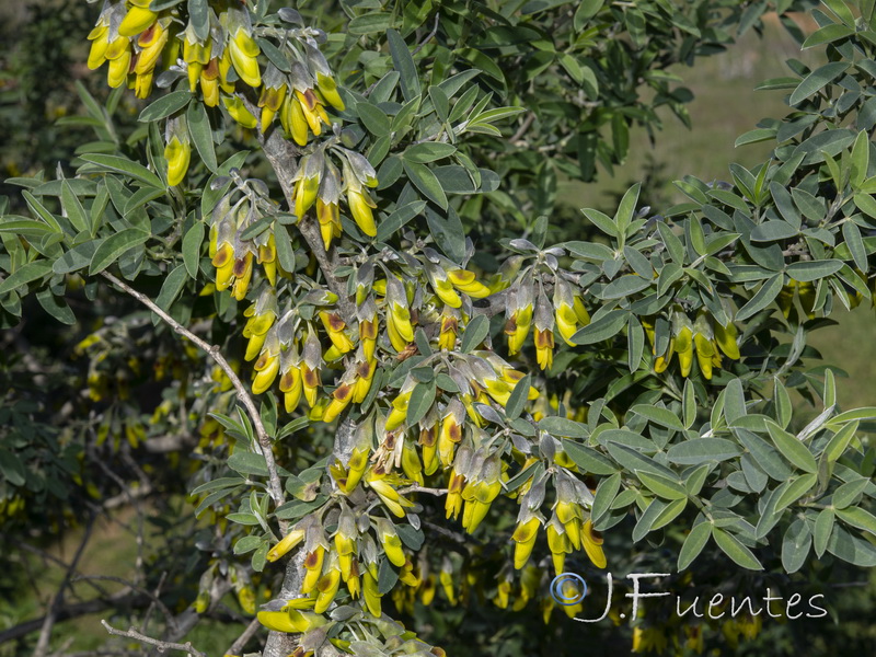Anagyris foetida.07