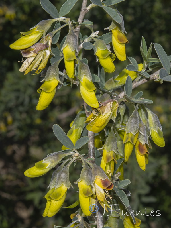 Anagyris foetida.12