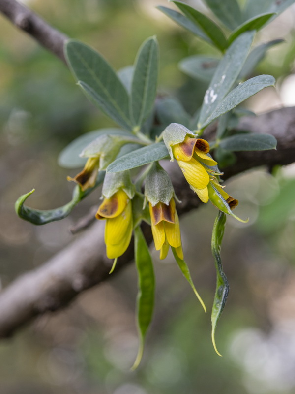 Anagyris foetida.14
