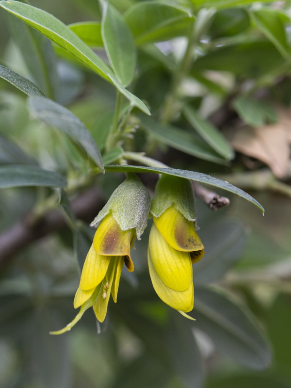 Anagyris foetida.15