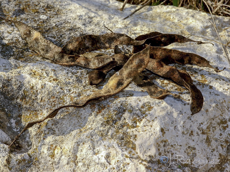 Anagyris foetida.22