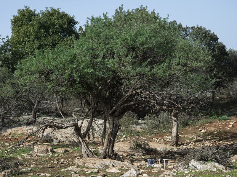 Anagyris foetida.25
