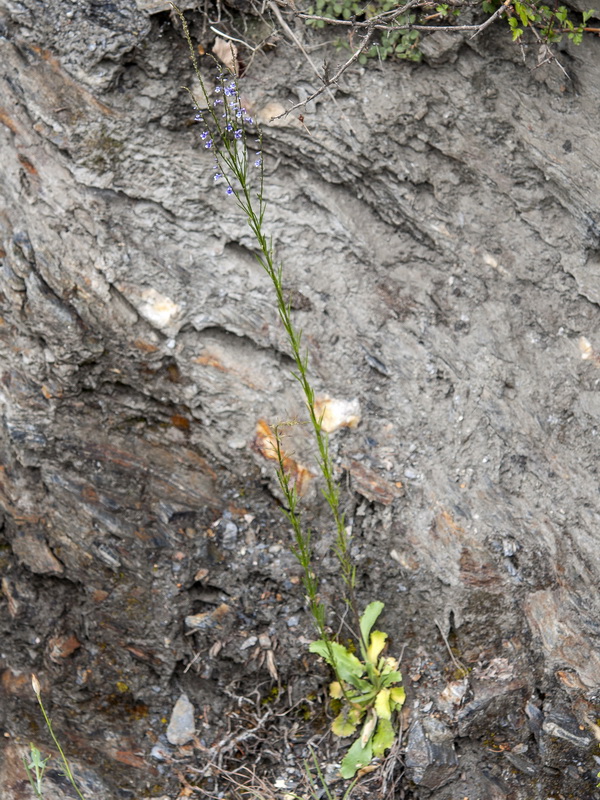 Anarrhinum bellidifolium.02