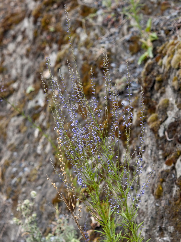 Anarrhinum bellidifolium.03