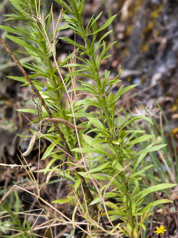 Anarrhinum bellidifolium.04