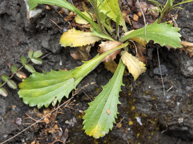 Anarrhinum bellidifolium.05