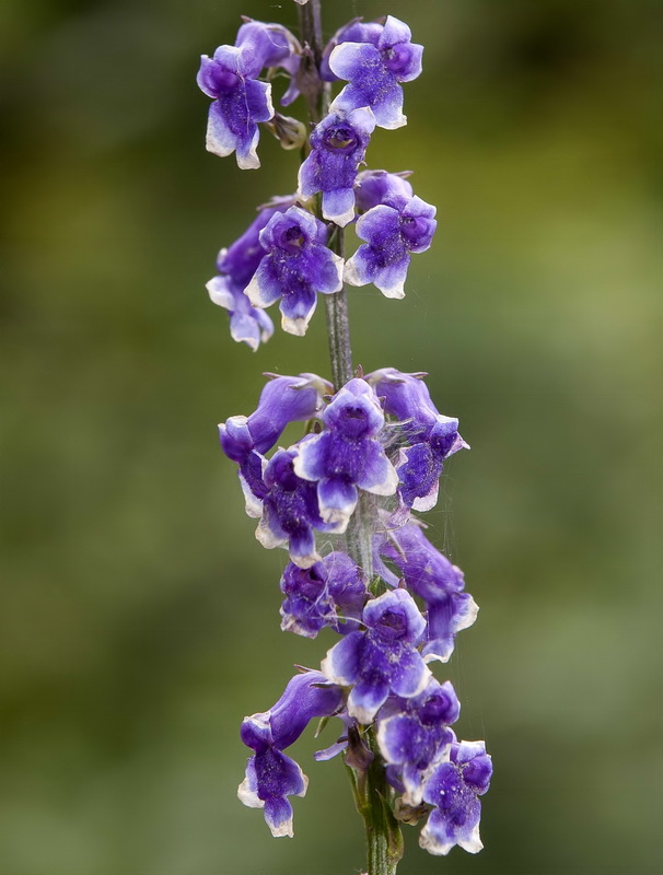 Anarrhinum bellidifolium.09