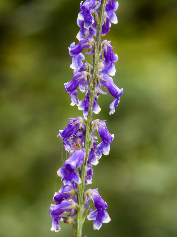 Anarrhinum bellidifolium.10