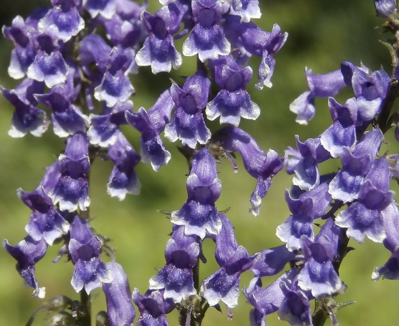 Anarrhinum bellidifolium.12