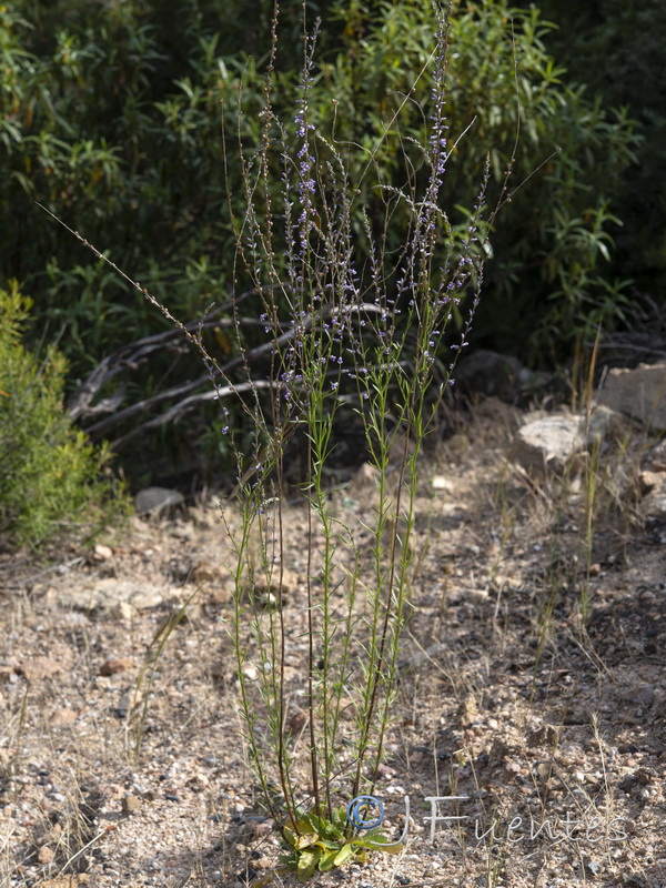 Anarrhinum bellidifolium.13