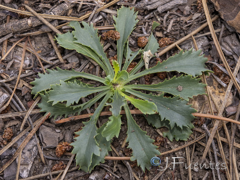 Anarrhinum bellidifolium.14