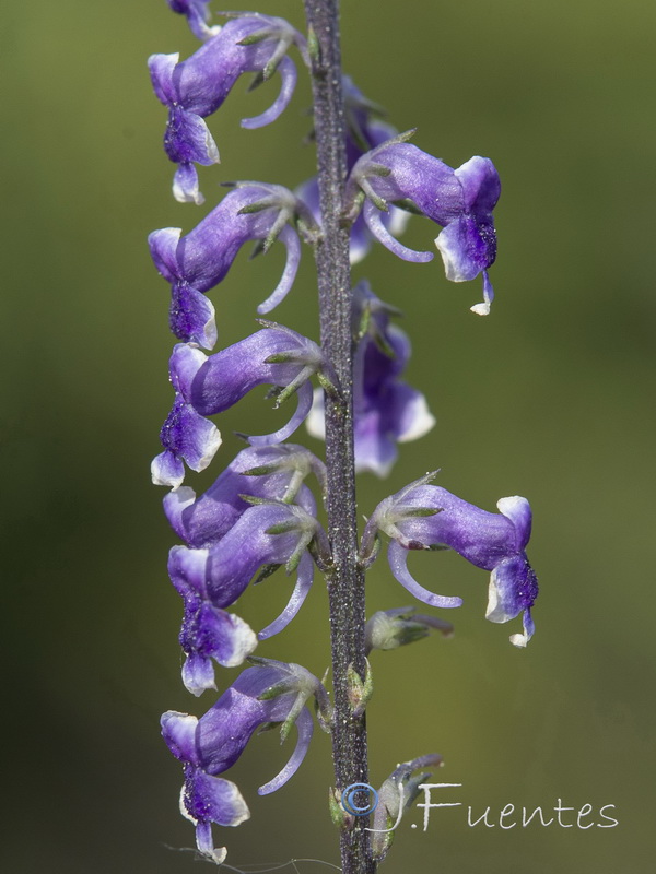 Anarrhinum bellidifolium.21
