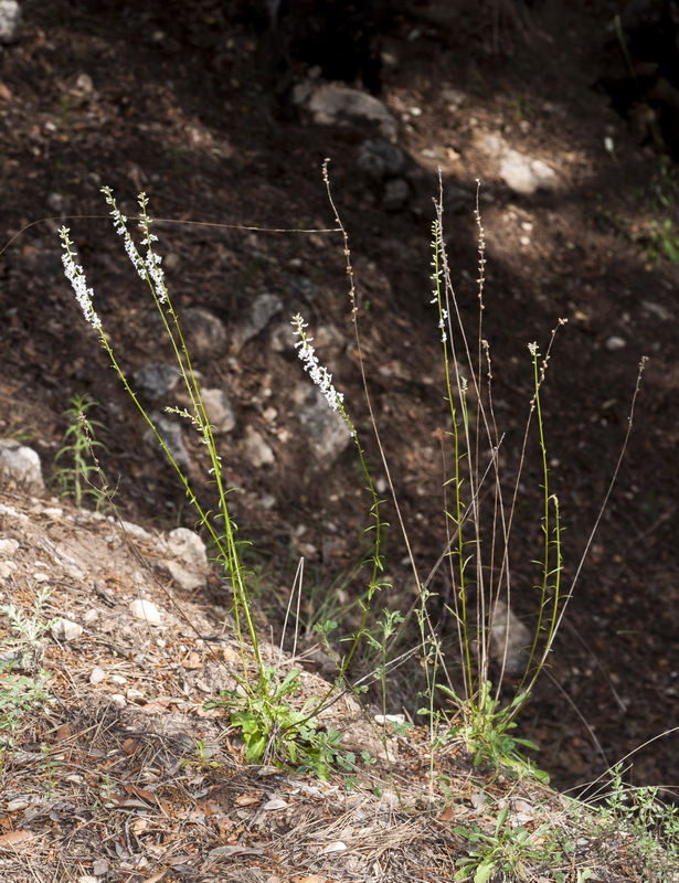 Anarrhinum laxiflorum.02