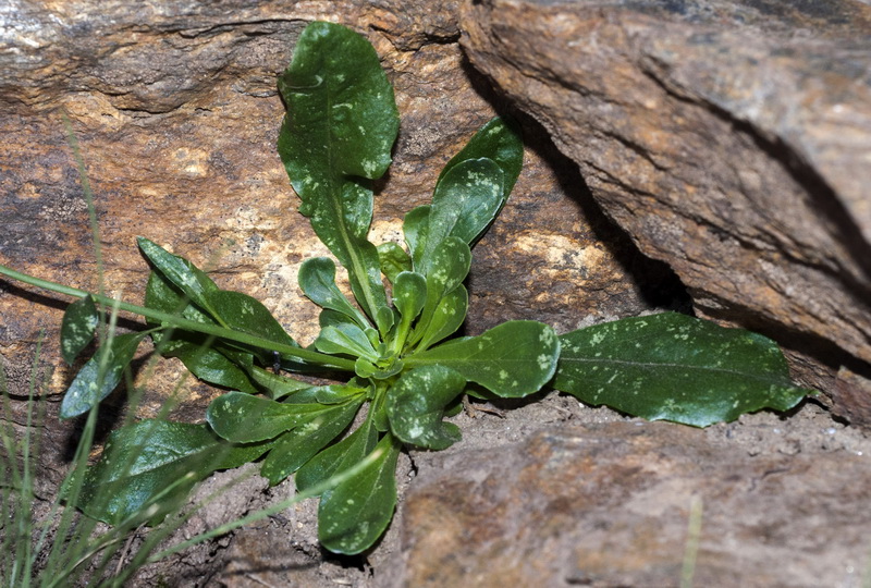 Anarrhinum laxiflorum.03