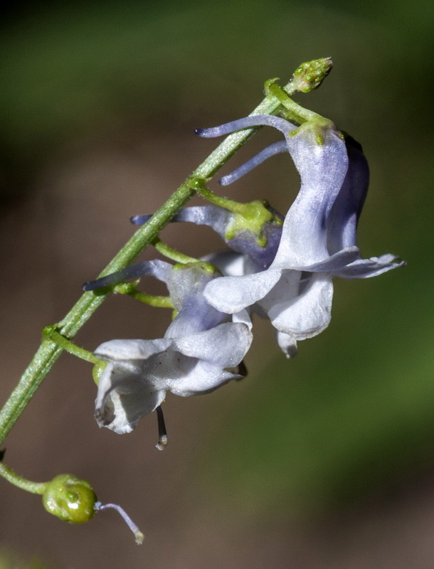 Anarrhinum laxiflorum.30