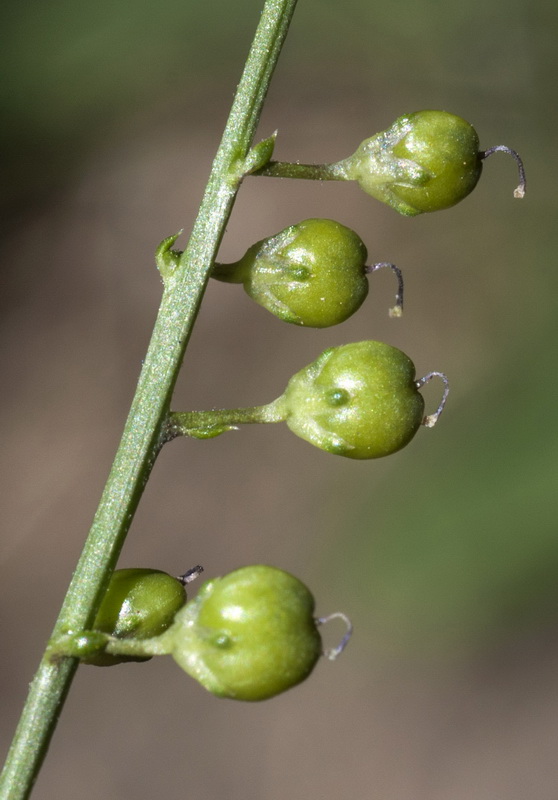 Anarrhinum laxiflorum.32