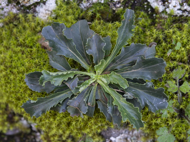 Anarrhinum laxiflorum.03