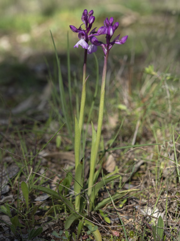 Ancamptis x gennarii subpapilionacea.01