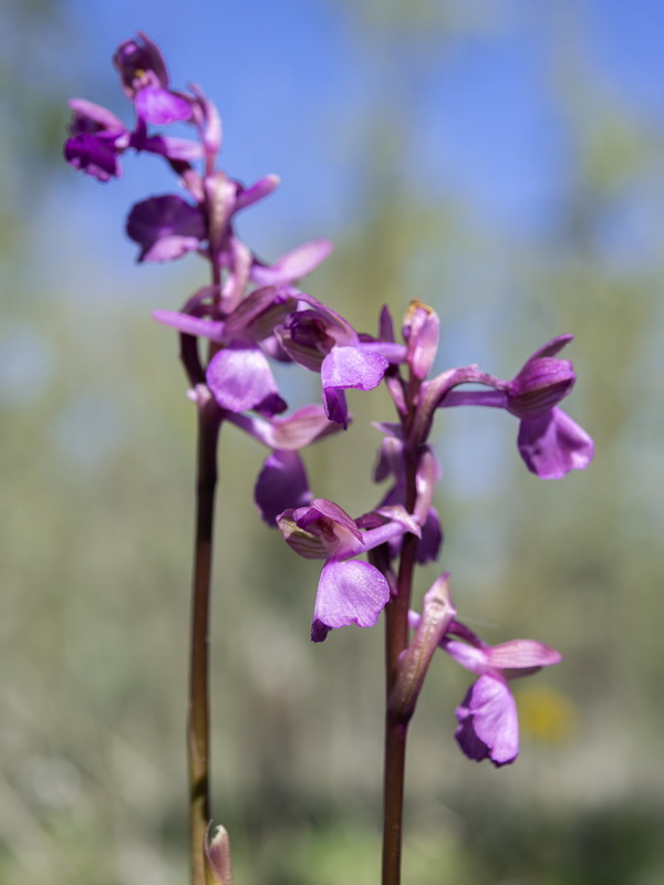 Ancamptis x gennarii subpapilionacea.04