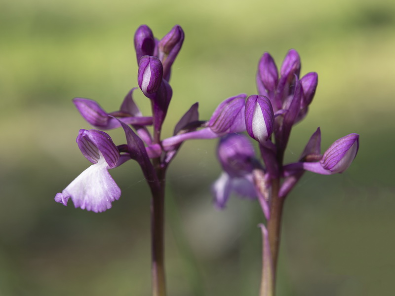 Ancamptis x gennarii subpapilionacea.05