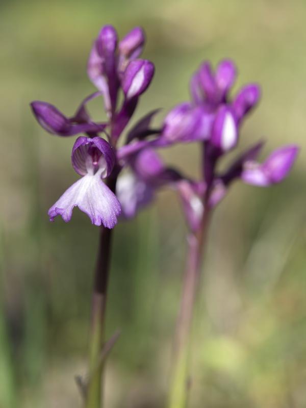 Ancamptis x gennarii subpapilionacea.06