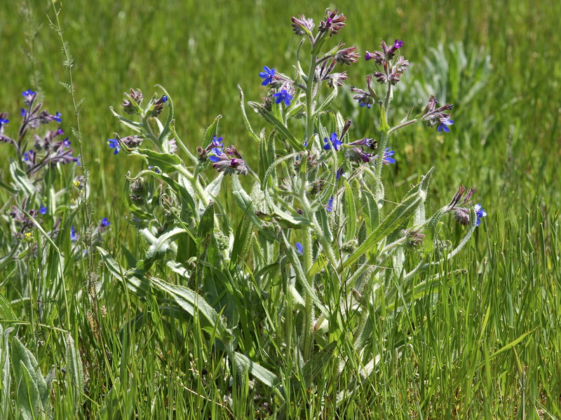 Anchusa azurea.02