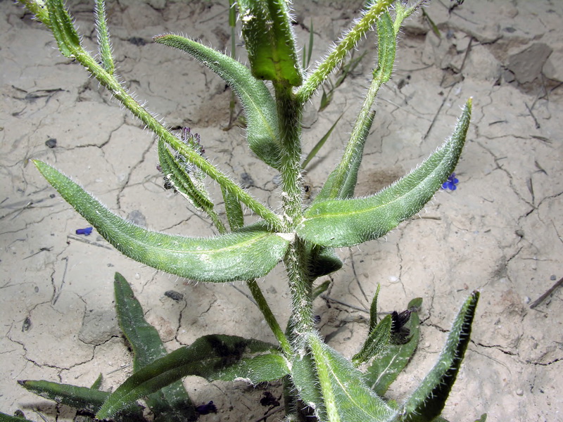 Anchusa azurea.03