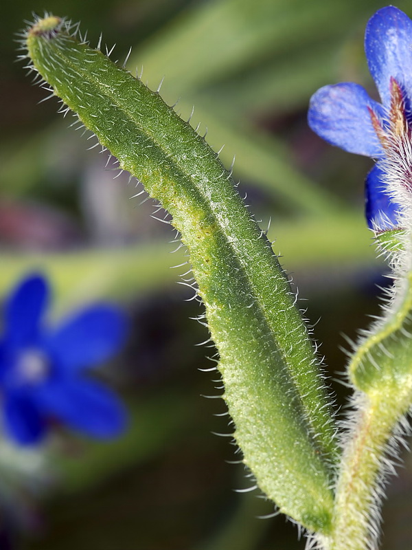 Anchusa azurea.07