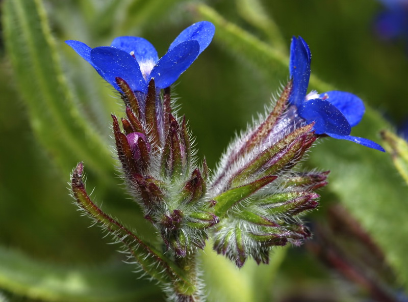 Anchusa azurea.11