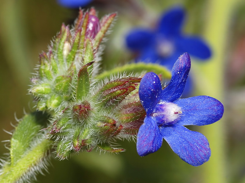 Anchusa azurea.12