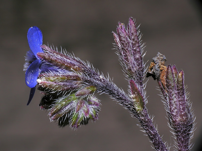 Anchusa azurea.13