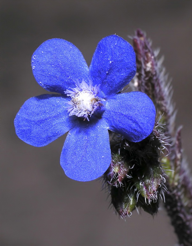 Anchusa azurea.14