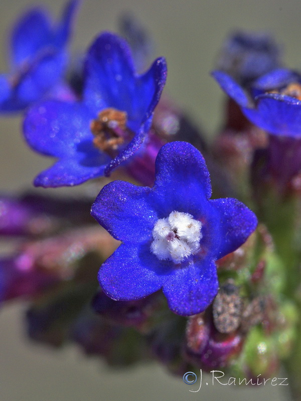 Anchusa calcarea.08