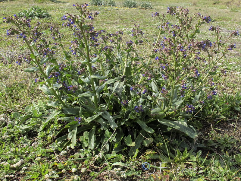 Anchusa calcarea calcarea.01