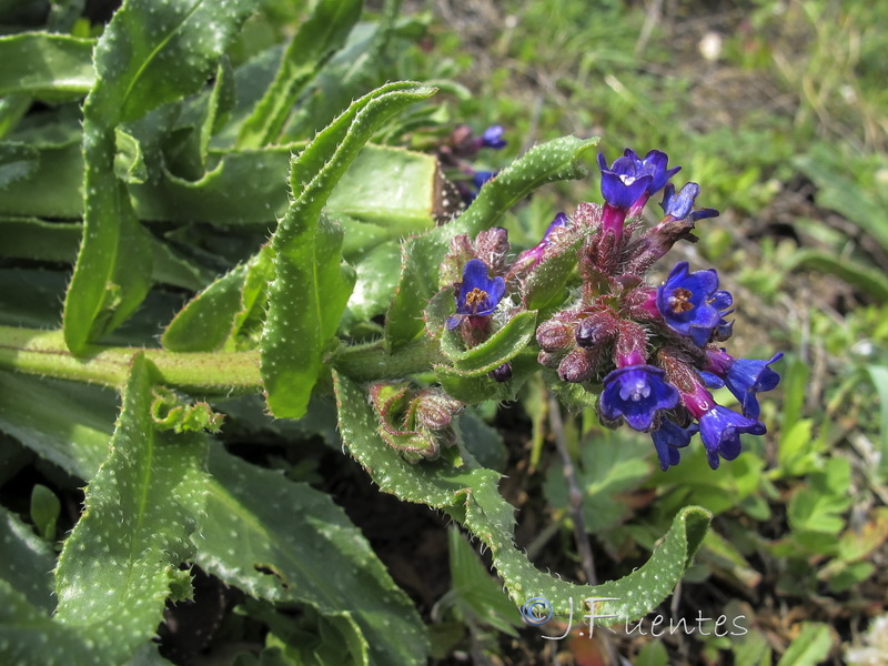 Anchusa calcarea calcarea.04