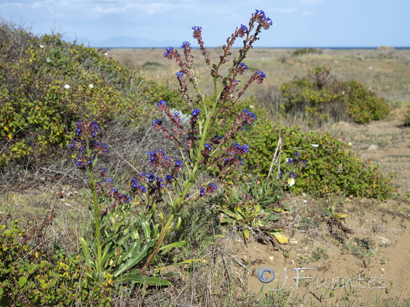 Anchusa calcarea calcarea.08