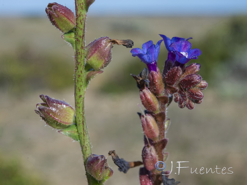 Anchusa calcarea calcarea.05