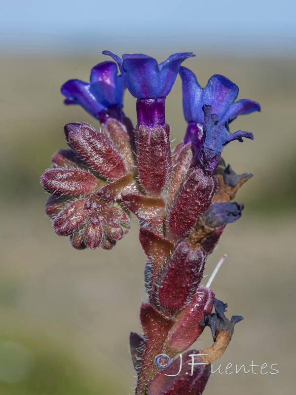 Anchusa calcarea calcarea.11