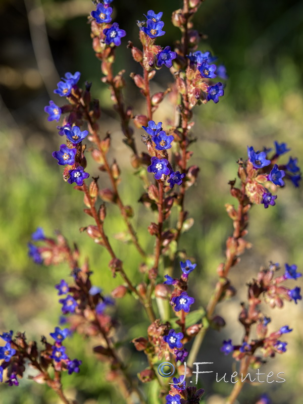 Anchusa calcarea losadae.03