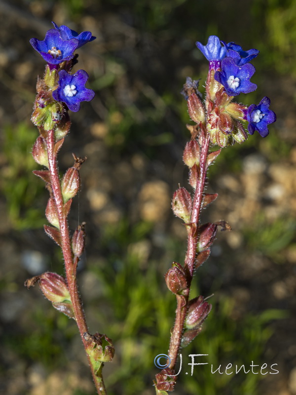 Anchusa calcarea losadae.04