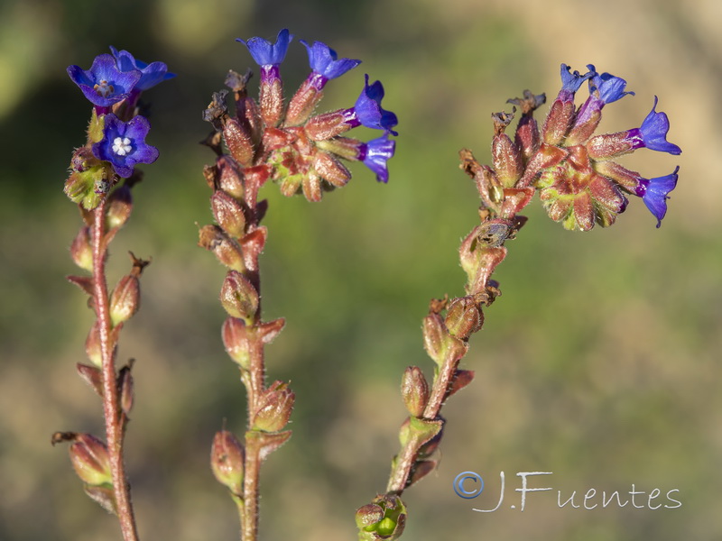 Anchusa calcarea losadae.05