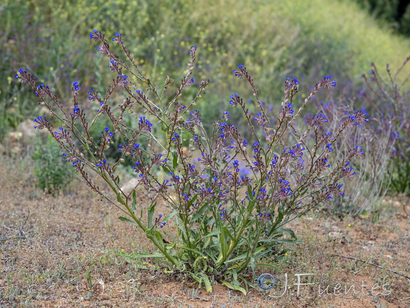 Anchusa calcarea losadae.06