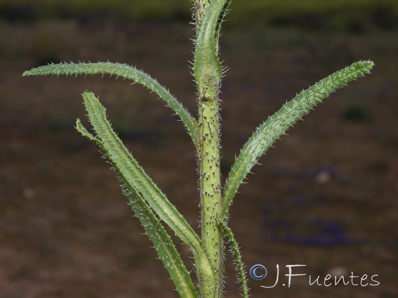 Anchusa calcarea losadae.02