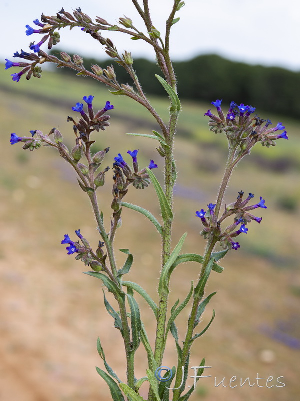 Anchusa calcarea losadae.15