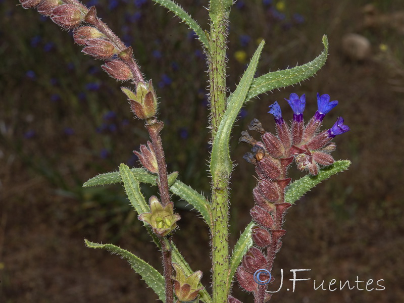 Anchusa calcarea losadae.17