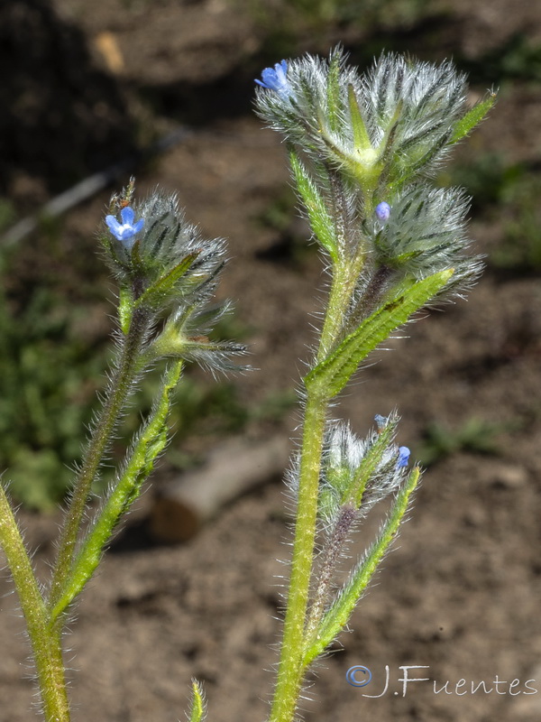 Anchusa puechii.13