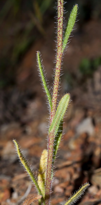 Anchusa undulata granatensis.02